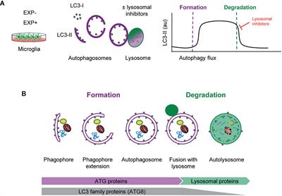 Assessing Autophagy in Microglia: A Two-Step Model to Determine Autophagosome Formation, Degradation, and Net Turnover